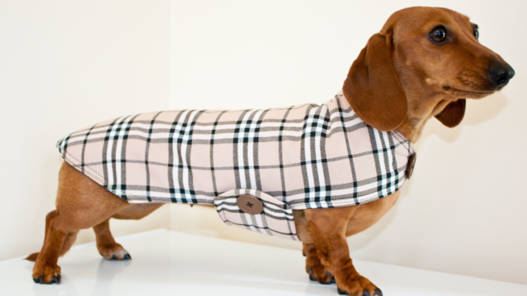 Dachshund