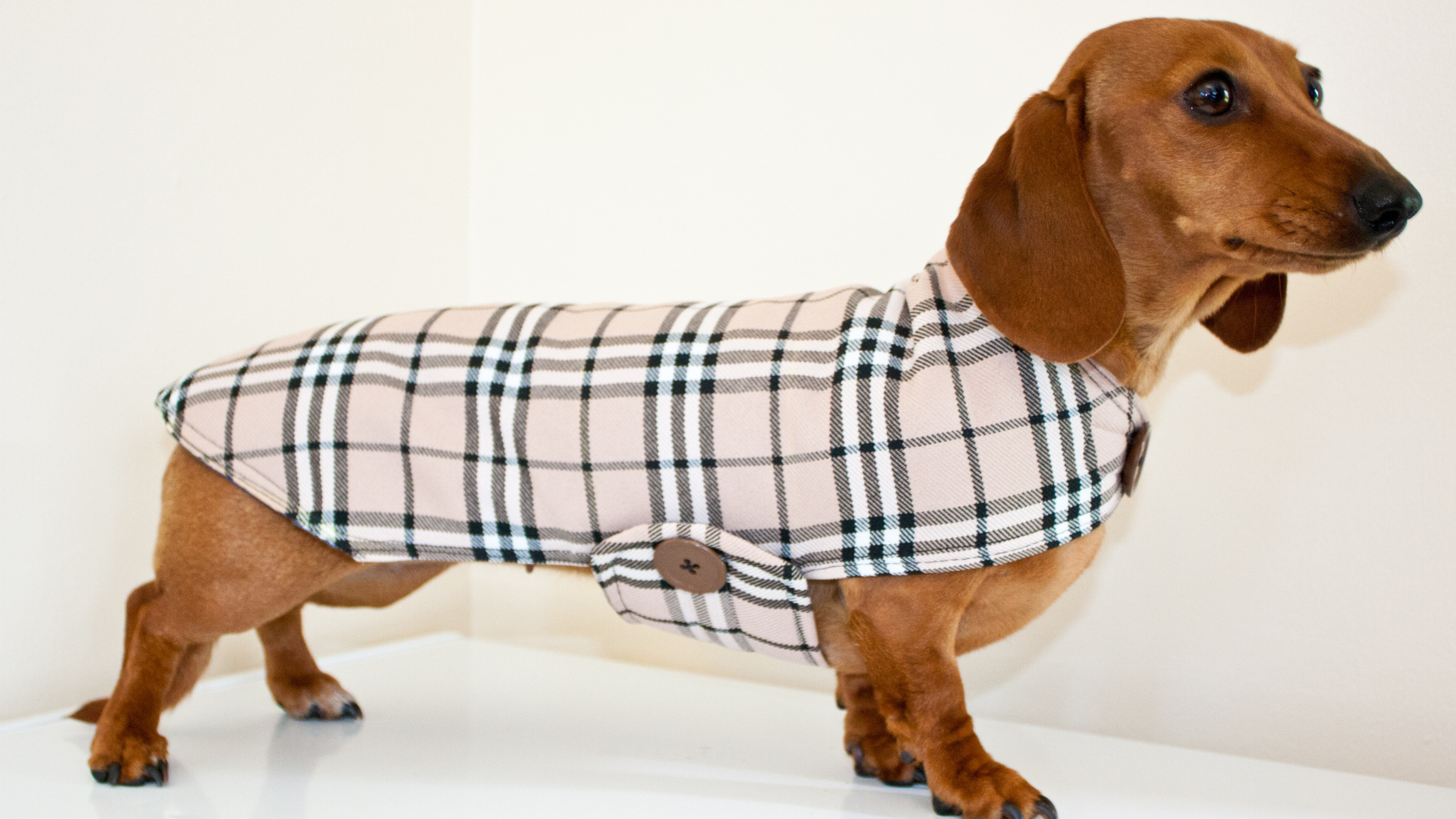 Dachshund