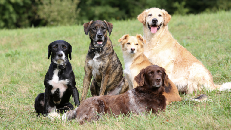 dogs