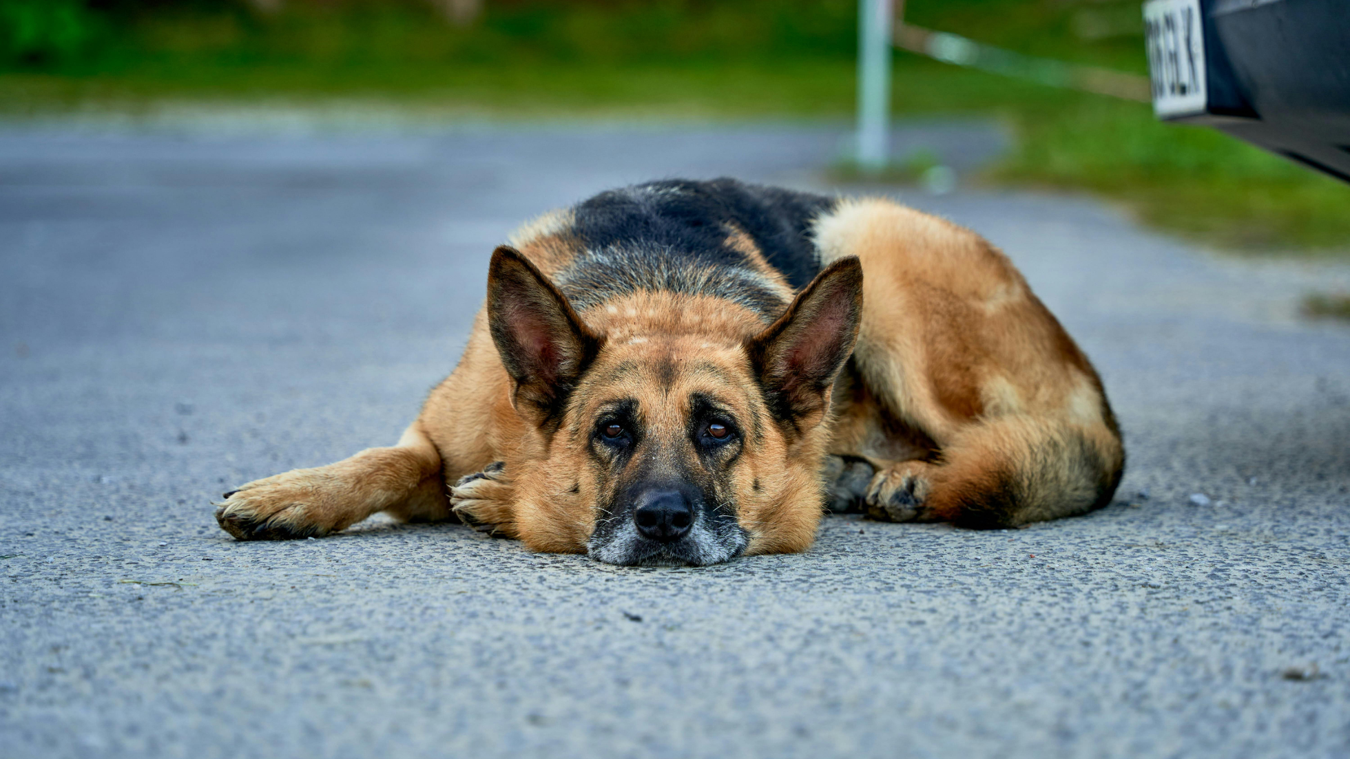 german sheperd